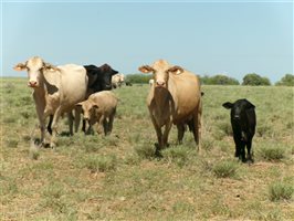 400  Brahman X Composite
 Cows & Calves