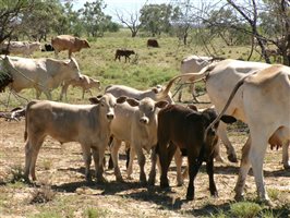 400  Brahman X Composite
 Cows & Calves