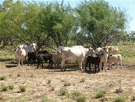 400  Brahman X Composite
 Cows & Calves