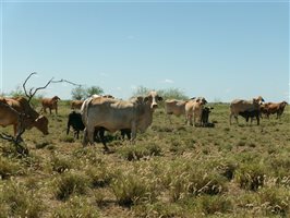 400  Brahman X Composite
 Cows & Calves