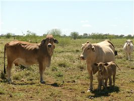 400  Brahman X Composite
 Cows & Calves