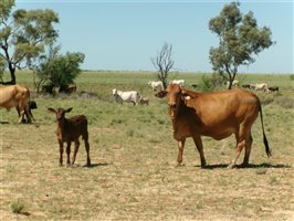 400  Brahman X Composite
 Cows & Calves