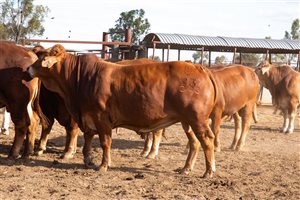 28 MSA  Droughtmaster Bulls