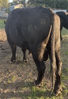 4  Angus X Shorthorn Bulls