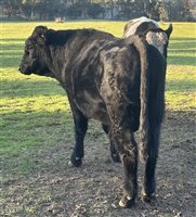 4  Angus X Shorthorn Bulls