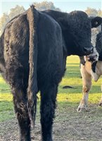 4  Angus X Shorthorn Bulls