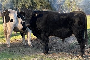 4  Angus X Shorthorn Bulls