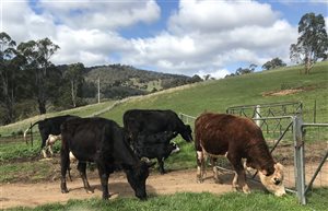 5  Angus X Friesian Cows & Calves