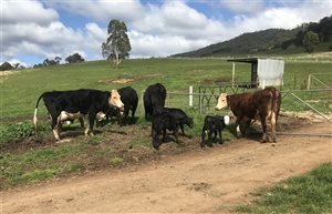 5  Angus X Friesian Cows & Calves