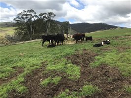 5  Angus X Friesian Cows & Calves