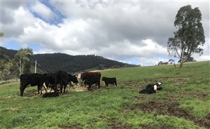 5  Angus X Friesian Cows & Calves