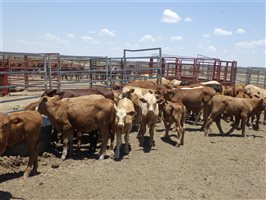 57  Santa Gertrudis X Droughtmaster Cows & Calves