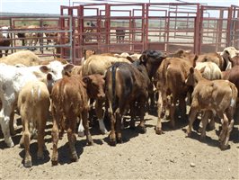 57  Santa Gertrudis X Droughtmaster Cows & Calves