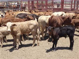 57  Santa Gertrudis X Droughtmaster Cows & Calves