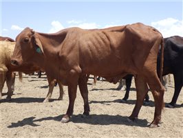 57  Santa Gertrudis X Droughtmaster Cows & Calves