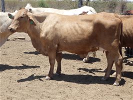 57  Santa Gertrudis X Droughtmaster Cows & Calves