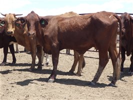 57  Santa Gertrudis X Droughtmaster Cows & Calves