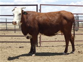 57  Santa Gertrudis X Droughtmaster Cows & Calves