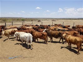 57  Santa Gertrudis X Droughtmaster Cows & Calves