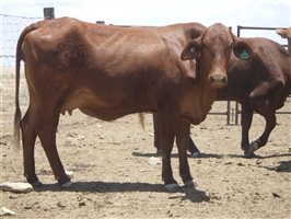 57  Santa Gertrudis X Droughtmaster Cows & Calves