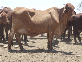 57  Santa Gertrudis X Droughtmaster Cows & Calves