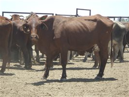 57  Santa Gertrudis X Droughtmaster Cows & Calves