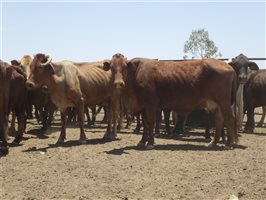 57  Santa Gertrudis X Droughtmaster Cows & Calves