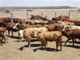 57  Santa Gertrudis X Droughtmaster Cows & Calves