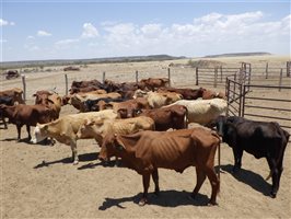 57  Santa Gertrudis X Droughtmaster Cows & Calves