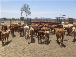 57  Santa Gertrudis X Droughtmaster Cows & Calves