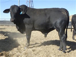 30  Brangus Bulls