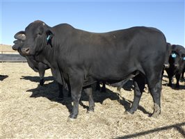 30  Brangus Bulls