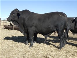 30  Brangus Bulls