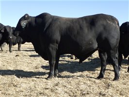 30  Brangus Bulls