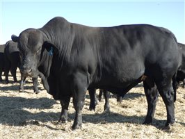 30  Brangus Bulls