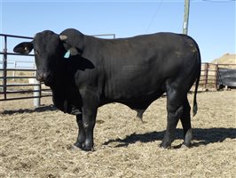 30  Brangus Bulls