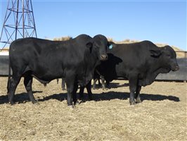 30  Brangus Bulls