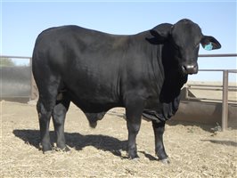30  Brangus Bulls