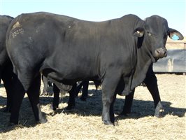 30  Brangus Bulls