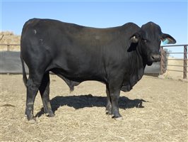 30  Brangus Bulls
