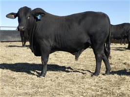 30  Brangus Bulls