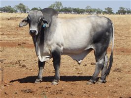20  Brahman Bulls
