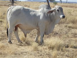 20  Brahman Bulls