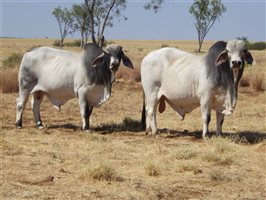20  Brahman Bulls
