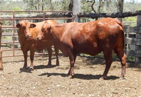 27 EU  Santa Gertrudis Heifers