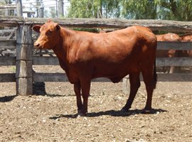 27 EU  Santa Gertrudis Heifers