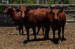 27 EU  Santa Gertrudis Heifers