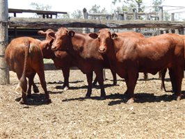 27 EU  Santa Gertrudis Heifers