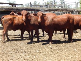 27 EU  Santa Gertrudis Heifers