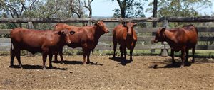 27 EU  Santa Gertrudis Heifers